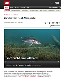 Zander-Fischzucht am Gotthard